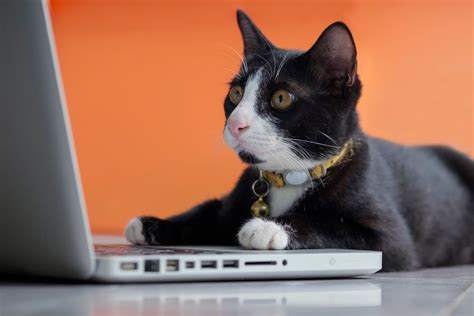 If you work on a laptop, you likely know that the joy of your cat's company can easily turn into annoyance as he or she takes over your keyboard, sending emails accidentally, getting in the way of. Funny Photos of Cats "Working from Home" | Reader's Digest ...