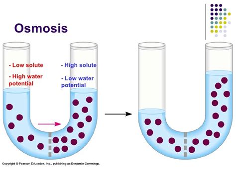 Chapter 3 Movement Of Substances Lesson 1 Diffusion And Osmosis