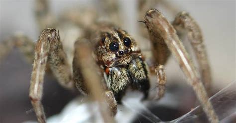 See which wolf spider killer suits you best and utilize it to deal with the pests. How to Get Rid of Wolf Spiders: Easy Control & Prevention Tips