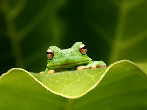 Check spelling or type a new query. Frog 4K wallpapers for your desktop or mobile screen free ...