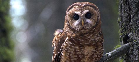 Forest Management In Spotted Owl Habitat Pays Off The Wildlife Society