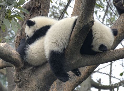 Panda Cubs Sleeping Photograph By Steve Goldstrom