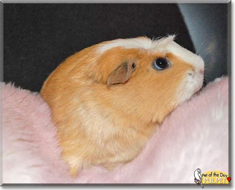 Pulpet The American Crested Guinea Pig The Pet Of The Day October