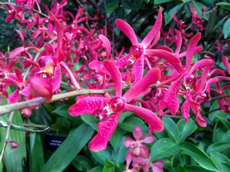 Hoa Phong Lan Vi T Vietnam Orchids Renanthera Ph Ng V