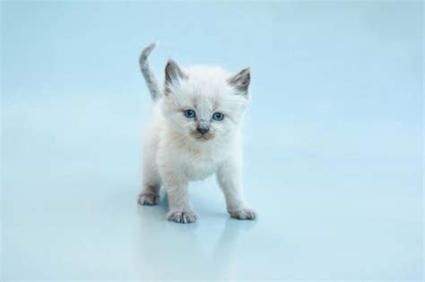 Balinese Kitten Stock Photos Pictures And Royalty Free Images Istock