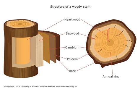 Structure Of A Woody Stem — Science Learning Hub