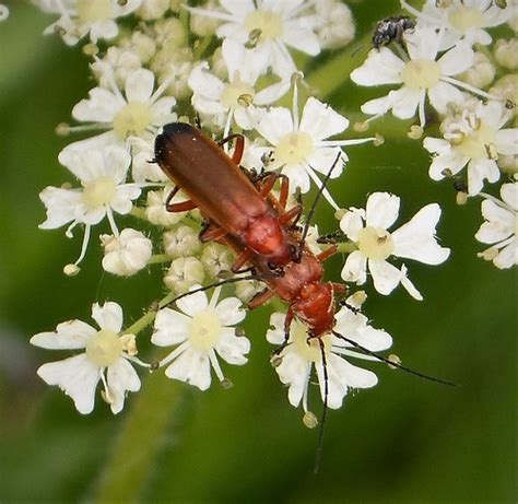 Red Soldier Beetle Rhagonycha Fulva Sp329258 Millenium W Flickr