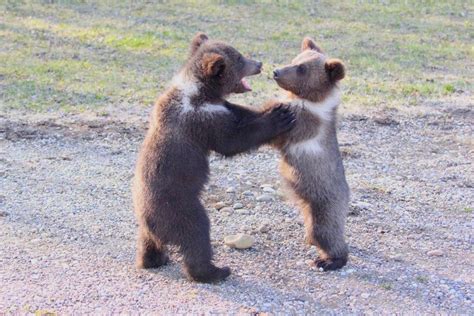Watch Kodiak Cubs Teach Bear Safety At Innisfail Wildlife Park West