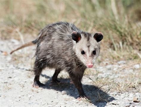 Can Possums Climb Fences And Tips To Protect Your Yard My Backyard