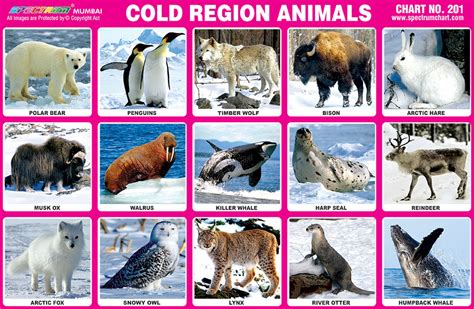Top 118 Polar Region Animals Chart