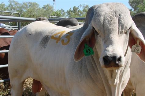 Whole Lot Of Bull Brahman Becomes The Most Expensive In Australian