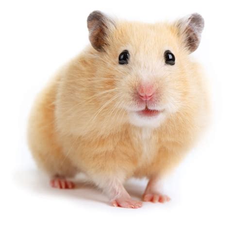 A Complete Guide To Different Hamster Types My Family Vets Vlr Eng Br