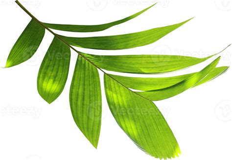 Green Palm Leaf On Transparent Background Png File 35282417 Png