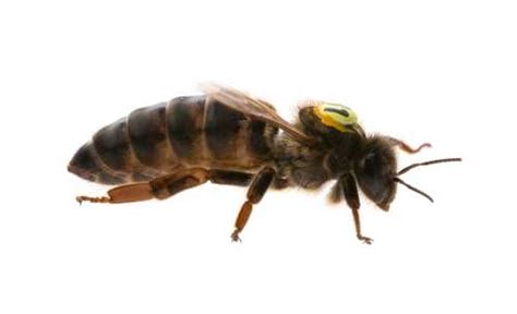 How Do Honey Bees Use Pheromones The Different Pheromones And Functions