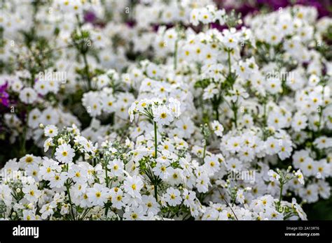 Clusters Of White Flowers Stock Photo Alamy