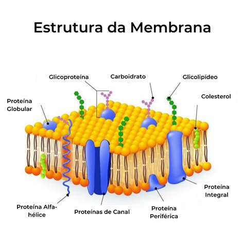 A Membrana Plasmática é Responsável Pela Individualização Das Células