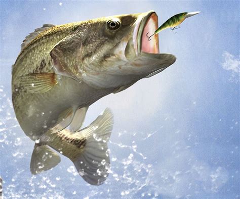 Bass Fishing Desktop Wallpaper Wallpapersafari