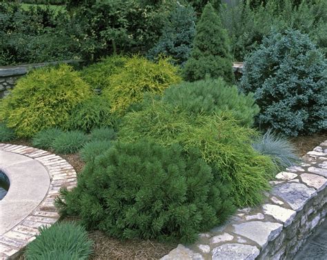 Here Are The Best Evergreens For Adding Year Round Beauty To Your Backyard