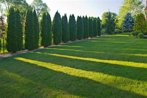Emerald Green Arborvitae Stylish Seclusion For Your Home