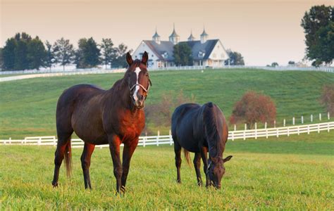 Mostly clustered in the heart of horse country around lexington in central kentucky, these farms are responsible for breeding, raising and. Hotels Near Kentucky Horse Park - Choice Hotels