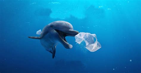 World Oceans Day Heres What You Can Do To Keep The Ocean Clean Vo