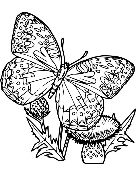 Butterflies Coloring Pages Free Printable Butterfly C
