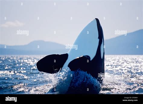 Killer Whale Spy Hopping British Columbia Canada Stock Photo Alamy
