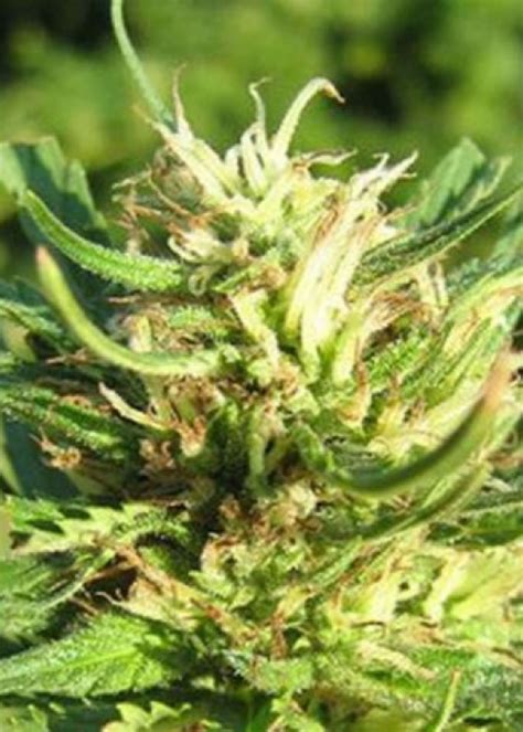 Super Skunk Strain Info / Super Skunk Weed By Nirvana - GrowDiaries