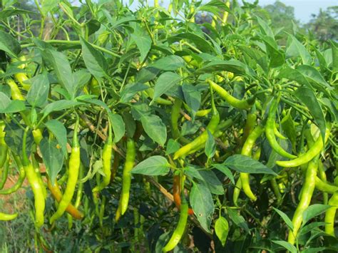 Chilli Farming Detailed Information Guide