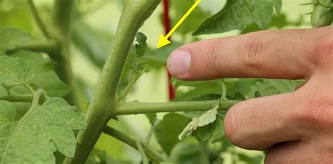 How To Prune Tomato Plants For Maximum Yield