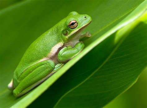 American Green Tree Frog Care Guide & Info » Petsoid