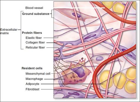 Many plant cells are green. 39 Extracellular Matrix: Glycosaminoglycans and ...