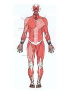 This muscle diagram is interactive: Label the muscles | Teaching Resources