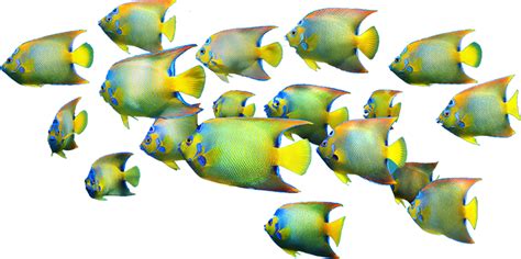 Fishes Png 10 Free Cliparts Download Images On Clipground 2024