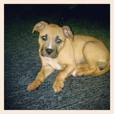 Neither do we keep our pitties away from other pups or humans, which may trigger skittish or unpredictable behaviors. blue nose pitbull puppies for sale CHEAP !!!!!!!!!!! for Sale in Gardner, Massachusetts ...