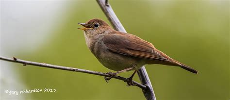 Common Nightingale By Gary Richardson Birdguides