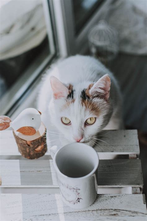 Coffee Time In 2021 Best Cat Memes Cat Drinking Cats