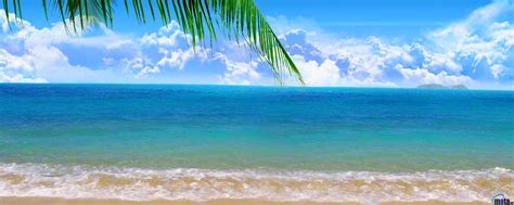🔥 Download Wallpaper Palm On Paradise Beach X Dual Monitor By