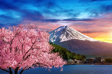 Fuji Mountain And Cherry Blossoms In Spring Japan Stock Image Image