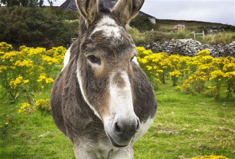 Beguiling Irish Donkey In Green Field With Yellow Flowers Stock Photo