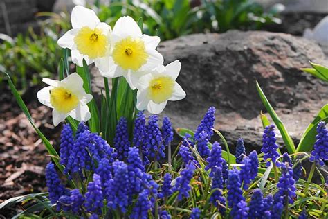Get This Look Hyacinths And Daffodils Daffodil Bulbs Yellow Daffodils