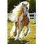 What Is A Gypsy  15 Gorgeous Vanner Horses Right Out Of Your