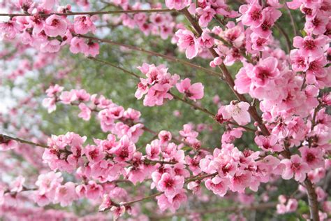 Spring has sprung! | Pink blossom, Spring has sprung, Spring