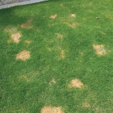 Dog Urine Burn Ruining Your Lawn The Turf Farm Premium Instant Lawn