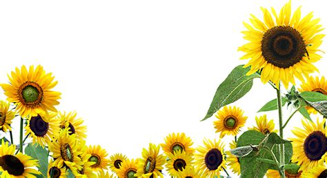 Wallpaper png collections download alot of images for wallpaper download free with high quality for designers. Fall Sunflower Wallpaper Png & Free Fall Sunflower ...