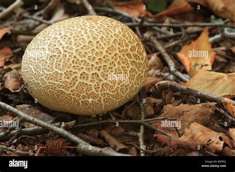 Common Earth Ball Fungus Scleroderma Citrinum Stock Photo Alamy