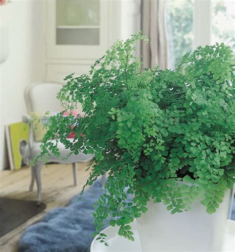 Terms in this set (10). 5 conseils pour la plante du mois : la fougère - Le pouvoir des fleurs