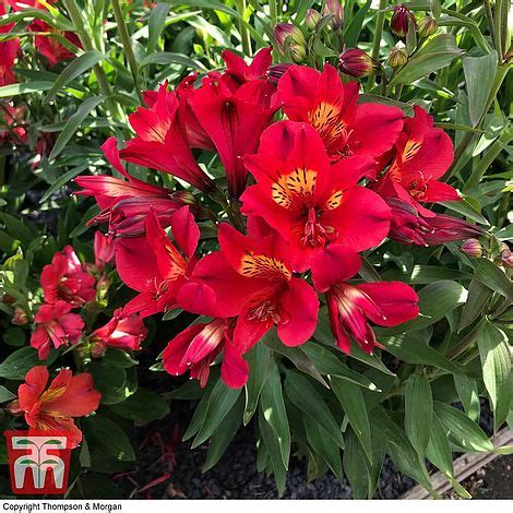 Alstremeria), commonly called the peruvian lily or lily of the incas, is a south american genus of about 50 species of flowering plants. Alstroemeria 'Summer Red' | Thompson & Morgan