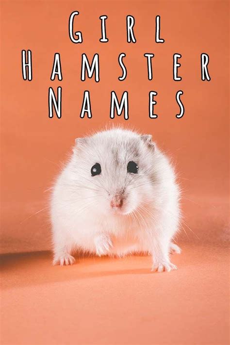 Unique Hamster Names Unique Business Name