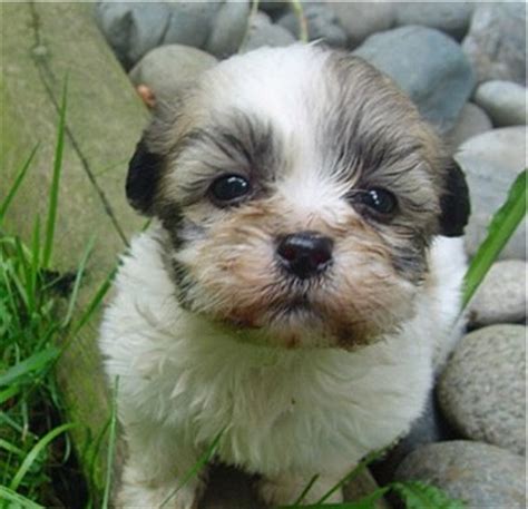 • click on underlined words to find shihpoo puppies for sale. Shih-Poo Puppies Breeders Shih-Poos